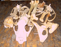 050808tigerskull2.jpg