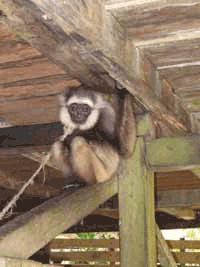 050906MuellerGibbon.gif