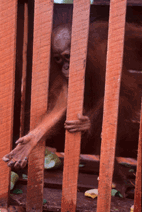 050906orangutang112962.gif