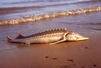 051215Sturgeon.jpg