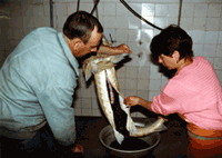 060515_Caviar_removed.gif