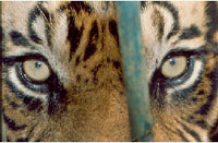 060627Tigercoverimage.jpg