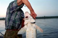 060630holdingsturgeon.jpg