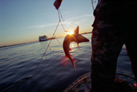 060630sundawnbehindsturgeon.jpg