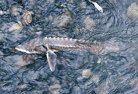 070208sturgeon.jpg