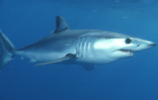 070222shark.jpg