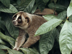 070601slowloris.jpg