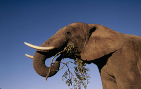 071025elephant53941.jpg