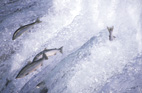 071113Sockeye40702.jpg