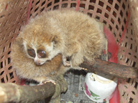 080131slowloris.jpg