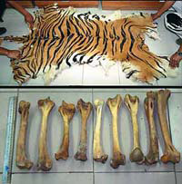 080213_Tiger-parts.jpg