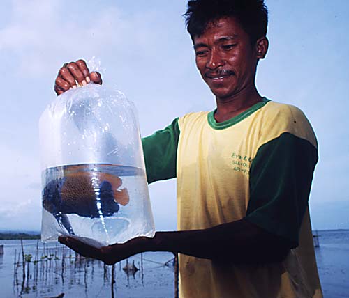 水槽飼育向け観賞魚取引は、沿岸地域の他に生計を立てるための選択肢はほとんどない地元の貧しい人々にとっての収入となっており、その利益は大きい。© Tantyo Bangun / WWF-Canon 