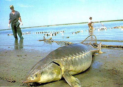 080728Kaluga-sturgeon-WWF-RU.jpg