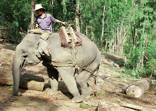 林産業の労働力として野生のゾウが捕獲され、それがミャンマーの野生個体群の減少を加速させている。© Lek Chailert