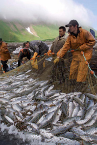 © Dmitry Shpilenok /WWF Russia