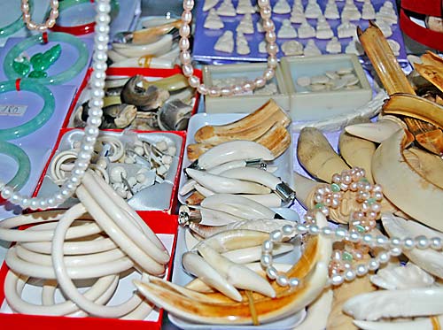 ベトナムでの象牙はブタの歯や骨の彫刻品と普通に混じって販売されている。おそらく政府の捜査員の目をだまそうとしているものであろう。© Daniel Stiles