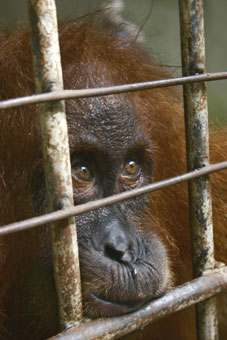 © Chris R. Shepherd / TRAFFIC Southeast Asia