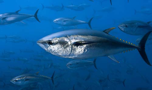 フランスとモロッコが大西洋クロマグロの国際取引禁止を支持した。© Brian J Skerry / National Geographic Stock / WWF