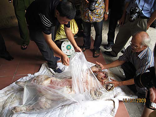 警察の専門家が今年3番目のハノイでのトラの押収事件を調べている。 © Tran Quang Cuong / Hanoi Environmental Police