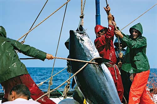 トラフィックは、モナコによる大西洋クロマグロを附属書 I に掲載する提案を支持している。
cBrian J. Skerry / National Geographic Stock / WWF