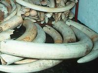 100527ivoryseizure.jpg