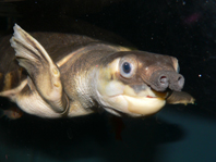 100904C_insculpta.jpg