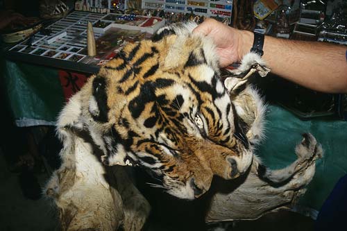 101109Tiger-skin-TSAsia.jpg