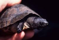 110117tortoise-c-TRAFFIC-SAl.jpg