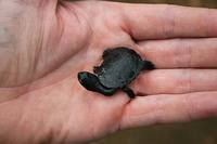 110301RotiIsland_Turtle.jpg