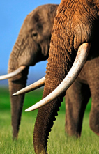 110519ivory_elephant.jpg