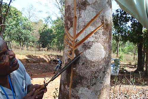 110705White-Palle-tree-harvesting.jpg