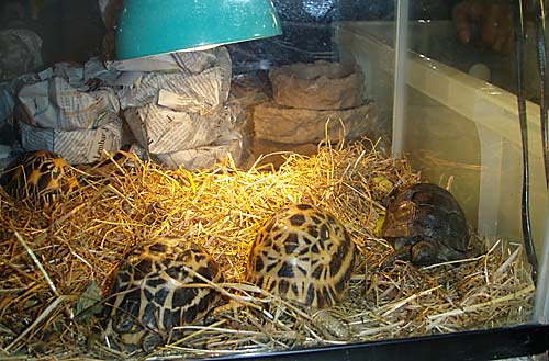 110817spider-tortoises-at-expo.jpg