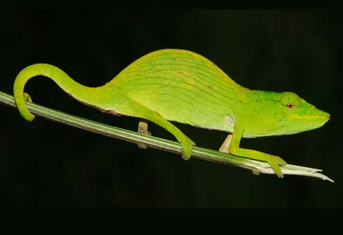 111110Tarzans-Chameleon_Joern-Koehler.jpg