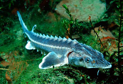 111114Danube-Sturgeon.jpg