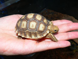 120221tortoise_onHand.jpg