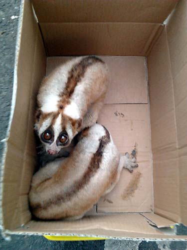 120403slowloris2.jpg