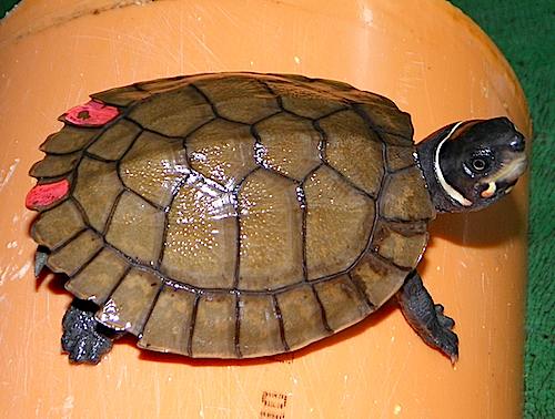 120428Philippine-turtlesre-turned.jpg