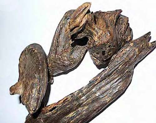 high-grade-agarwood-pieces-James-Compton-TRAFFIC.jpg