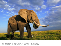 Margin Harvey / WWF-Canon