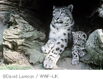 David Lawson / WWF-UK