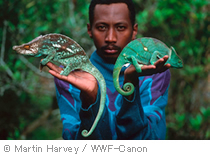 cMartin Harvey / WWF-Canon