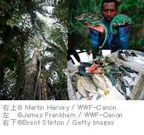 右上 cMartin Harvey / WWF-Canon 左 cJames Frankham / WWF-Canon 右下 cBrent Stirton / Getty Images